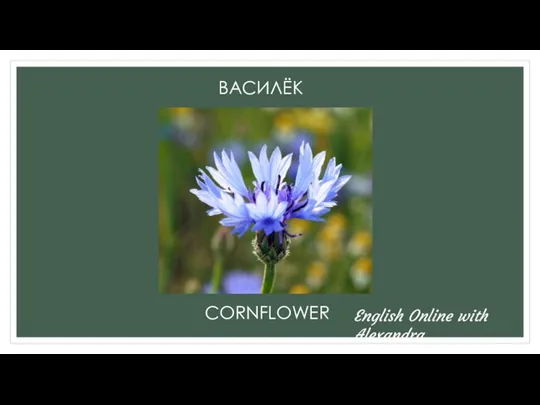 ВАСИЛЁК CORNFLOWER English Online with Alexandra