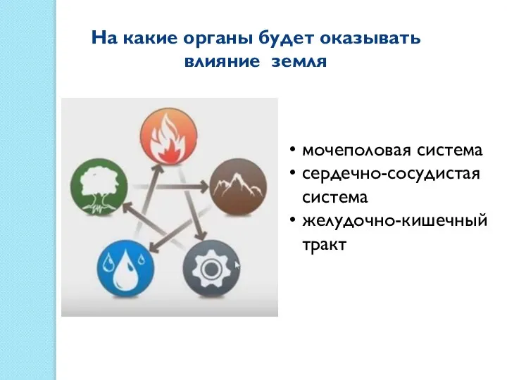 На какие органы будет оказывать влияние земля мочеполовая система сердечно-сосудистая система желудочно-кишечный тракт