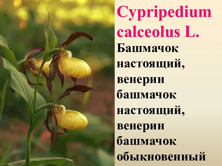 Cypripedium calceolus L. Башмачок настоящий, венерин башмачок настоящий, венерин башмачок обыкновенный