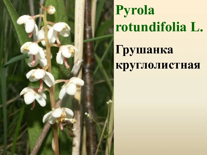Pyrola rotundifolia L. Грушанка круглолистная