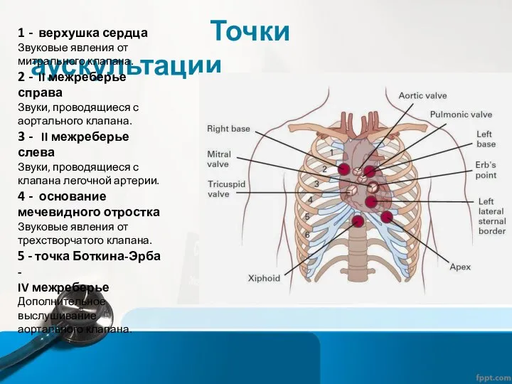 Точки аускультации 1 - верхушка сердца Звуковые явления от митрального клапана. 2