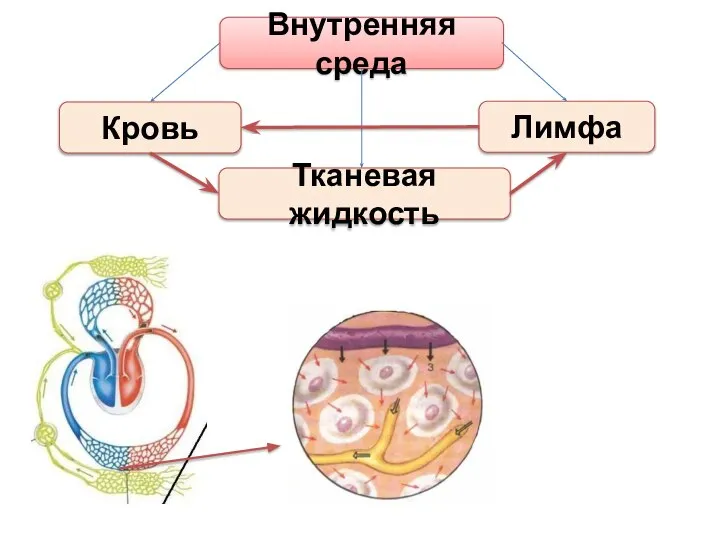 Внутренняя среда Тканевая жидкость Кровь Лимфа