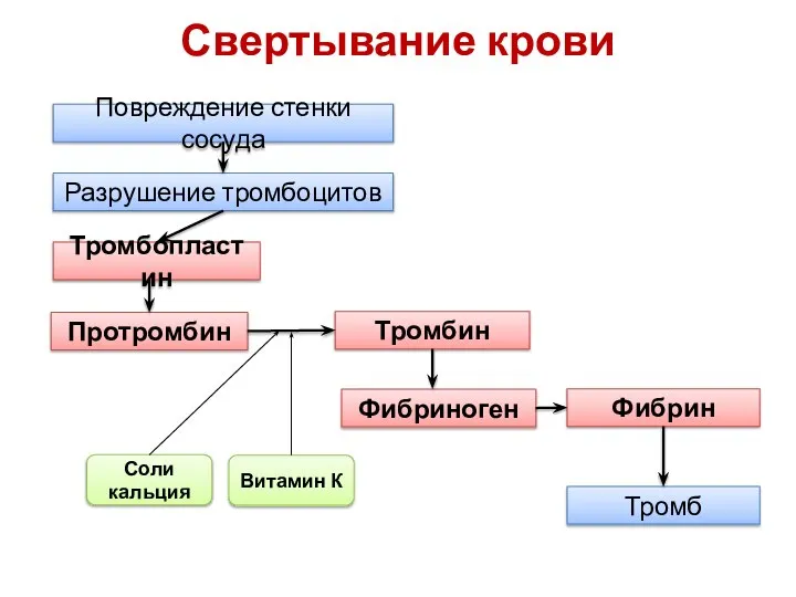 Свертывание крови Повреждение стенки сосуда Разрушение тромбоцитов Тромбопластин Протромбин Тромбин Фибриноген Фибрин