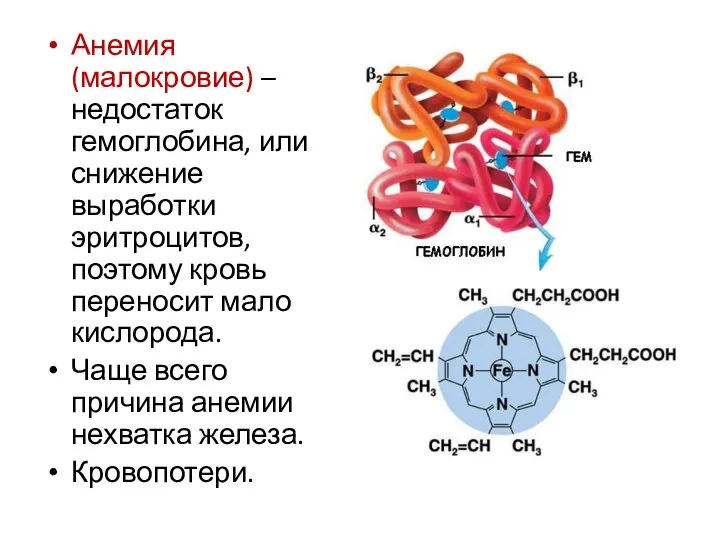 Анемия (малокровие) – недостаток гемоглобина, или снижение выработки эритроцитов, поэтому кровь переносит