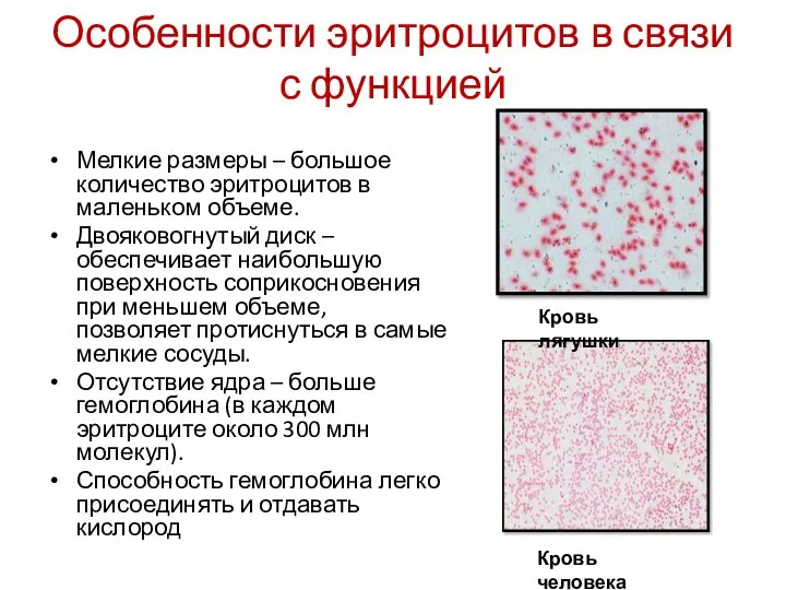 Особенности эритроцитов в связи с функцией Мелкие размеры – большое количество эритроцитов