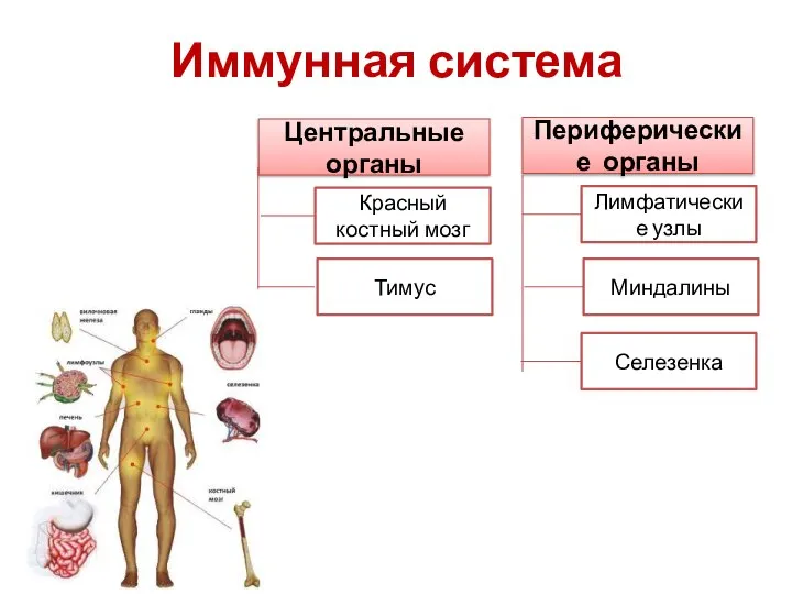 Иммунная система Центральные органы Периферические органы Красный костный мозг Тимус Селезенка Миндалины Лимфатические узлы