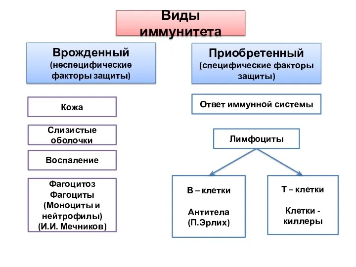 Виды иммунитета Врожденный (неспецифические факторы защиты) Фагоцитоз Фагоциты (Моноциты и нейтрофилы) (И.И.