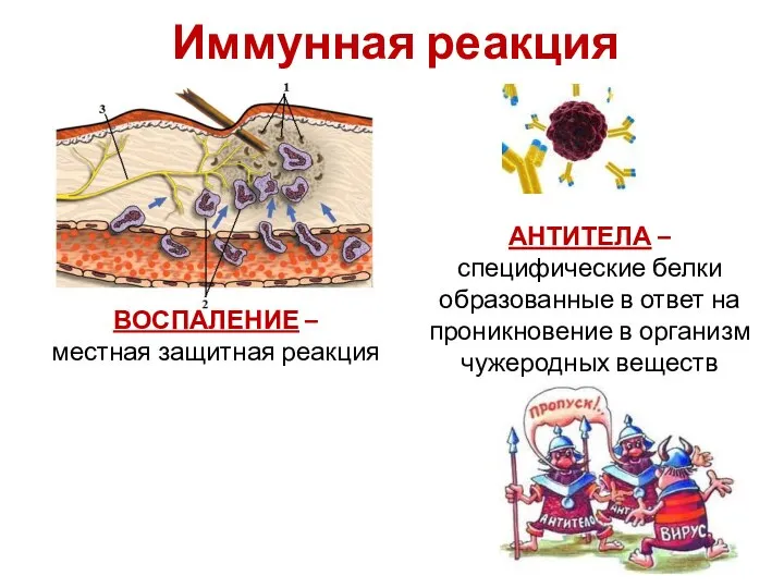 Иммунная реакция АНТИТЕЛА – специфические белки образованные в ответ на проникновение в