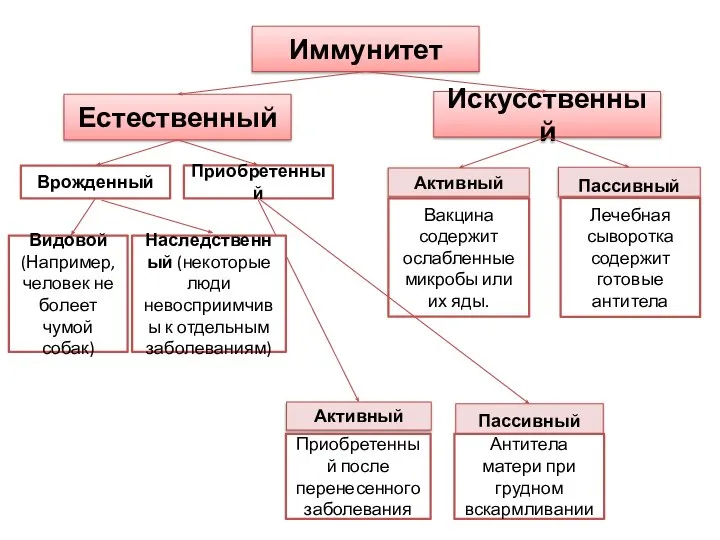 Иммунитет Искусственный Естественный Активный Пассивный Активный Пассивный Видовой (Например, человек не болеет