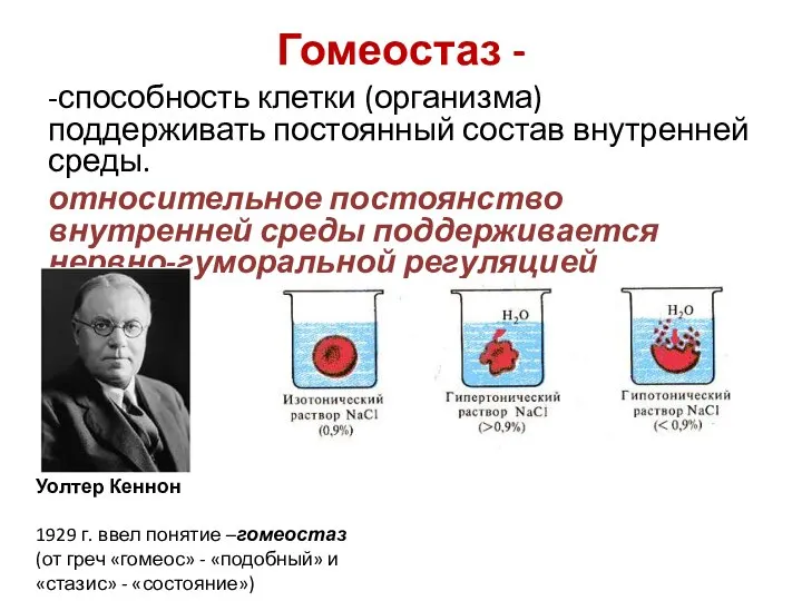 Гомеостаз - -способность клетки (организма) поддерживать постоянный состав внутренней среды. относительное постоянство