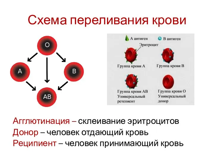 Схема переливания крови Агглютинация – склеивание эритроцитов Донор – человек отдающий кровь