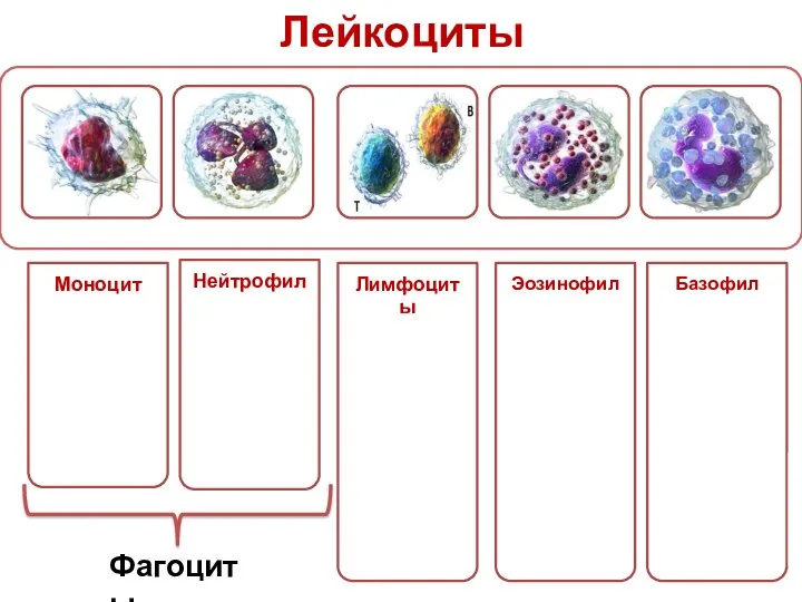 Лейкоциты Фагоциты