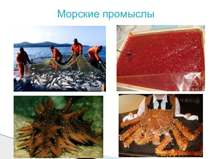 Морские промыслы