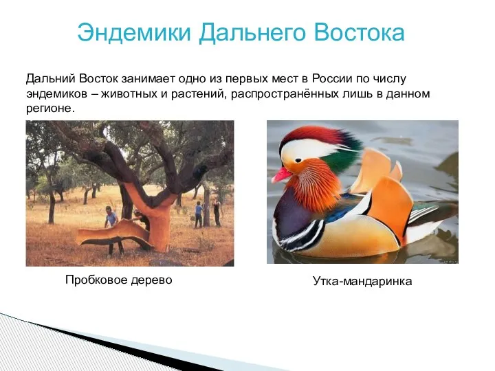 Эндемики Дальнего Востока Дальний Восток занимает одно из первых мест в России