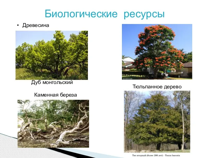 Биологические ресурсы Древесина Дуб монгольский Тюльпанное дерево Каменная береза