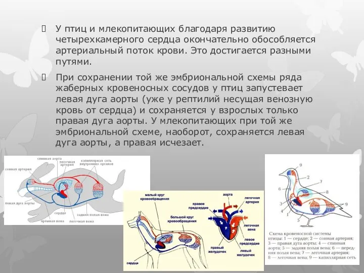 У птиц и млекопитающих благодаря развитию четырехкамерного сердца окончательно обособляется артериальный поток