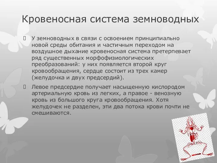 Кровеносная система земноводных У земноводных в связи с освоением принципиально новой среды