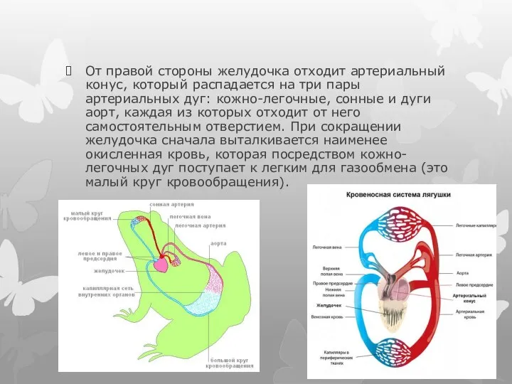От правой стороны желудочка отходит артериальный конус, который распадается на три пары