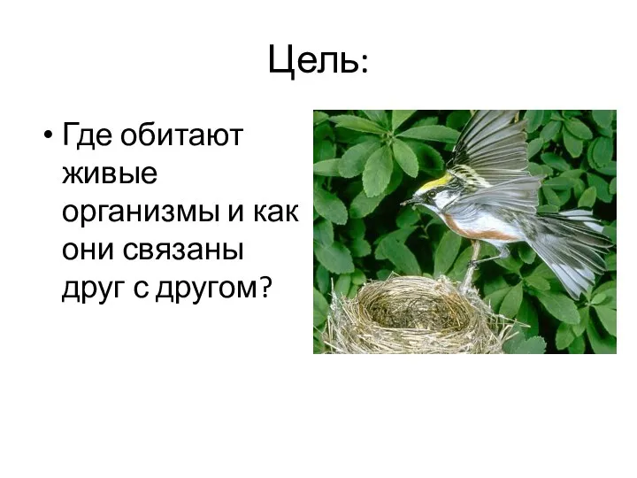 Цель: Где обитают живые организмы и как они связаны друг с другом?