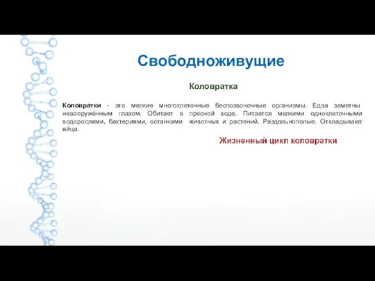 Свободноживущие Коловратка Коловратки - это мелкие многоклеточные беспозвоночные организмы. Едва заметны невооружённым