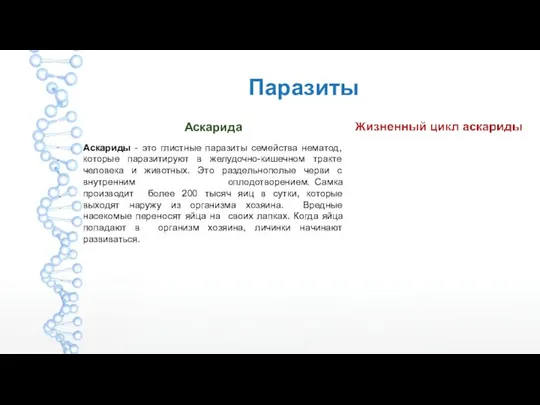 Паразиты Аскарида Аскариды - это глистные паразиты семейства нематод, которые паразитируют в