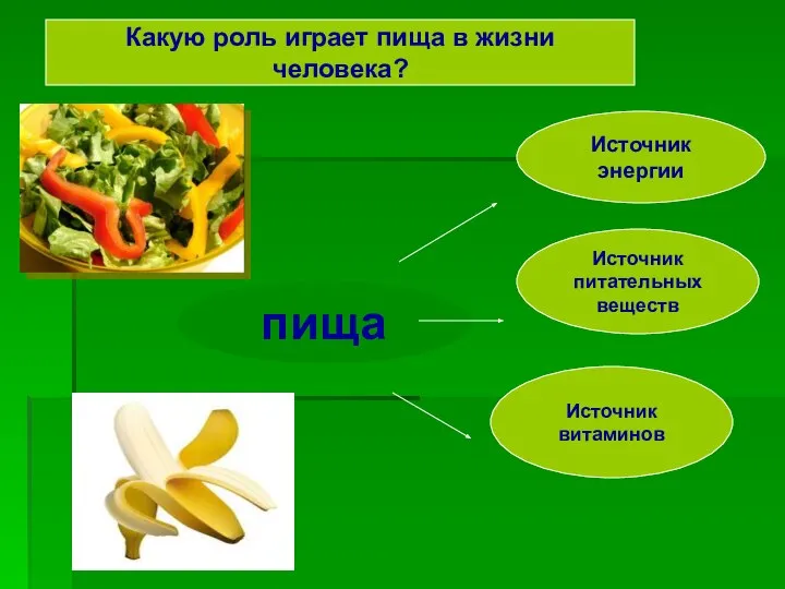 пища Источник энергии Источник питательных веществ Источник витаминов Какую роль играет пища в жизни человека?