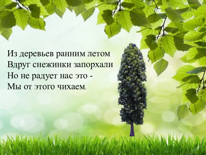 Из деревьев ранним летом Вдруг снежинки запорхали Но не радует нас это