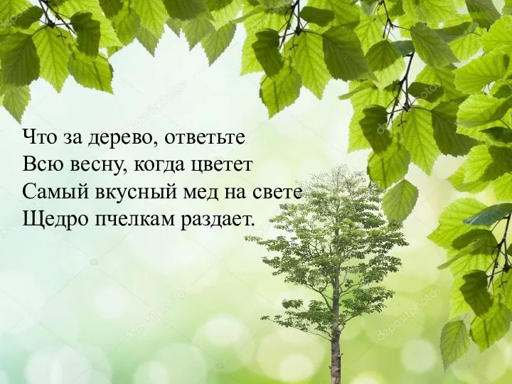 Что за дерево, ответьте Всю весну, когда цветет Самый вкусный мед на свете Щедро пчелкам раздает.