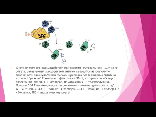 Схема клеточного взаимодействия при развитии гуморального иммунного ответа. Захваченный макрофагами антиген выводится