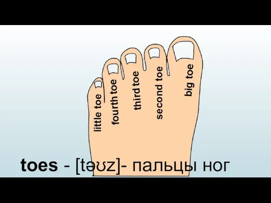 toes - [təʊz]- пальцы ног big toe little toe second toe third toe fourth toe