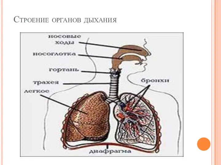 Строение органов дыхания