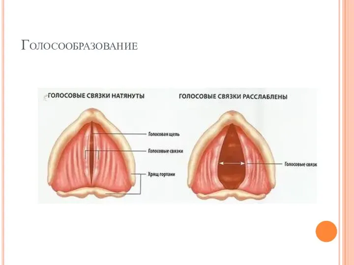 Голосообразование