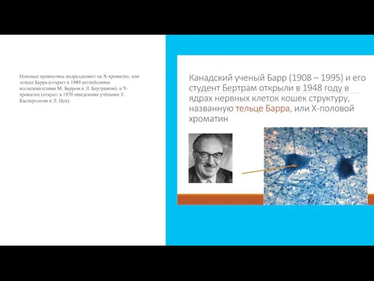 Половые хромосомы подразделяют на Х-хроматин, или тельце Барра (открыт в 1949 английскими