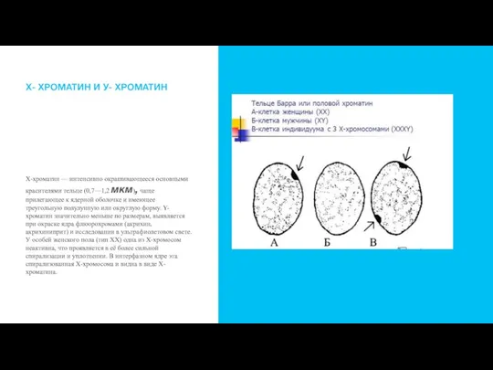 Х-хроматин — интенсивно окрашивающееся основными красителями тельце (0,7—1,2 мкм), чаще прилегающее к
