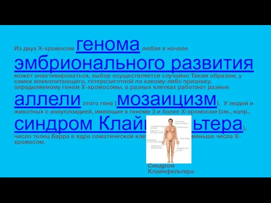 Из двух X-хромосом генома любая в начале эмбрионального развития может инактивироваться, выбор