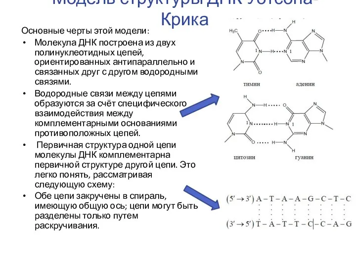 Модель структуры ДНК Уотсона-Крика Основные черты этой модели: Молекула ДНК построена из