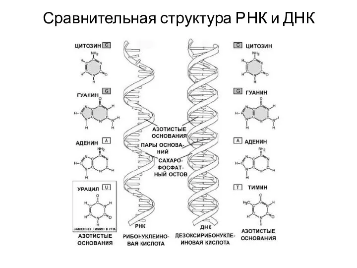 Сравнительная структура РНК и ДНК