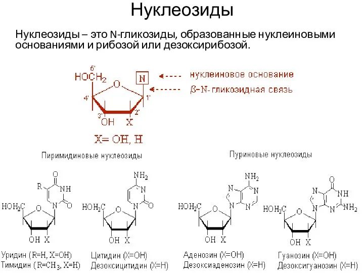 Нуклеозиды Нуклеозиды – это N-гликозиды, образованные нуклеиновыми основаниями и рибозой или дезоксирибозой.