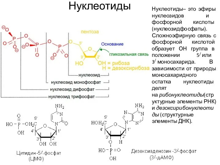 Нуклеотиды Нуклеотиды– это эфиры нуклеозидов и фосфорной кислоты (нуклеозидфосфаты). Сложноэфирную связь с