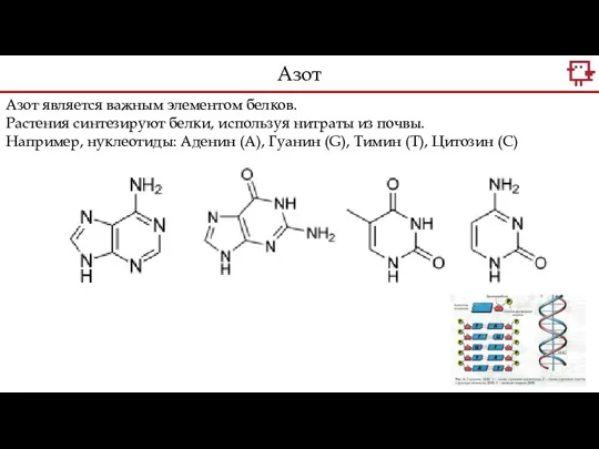 Азот является важным элементом белков. Растения синтезируют белки, используя нитраты из почвы.