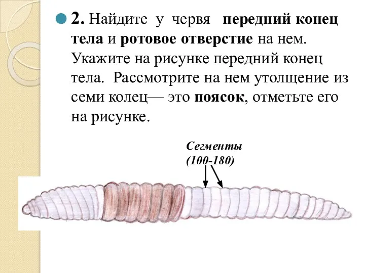 2. Найдите у червя передний конец тела и ротовое отверстие на нем.