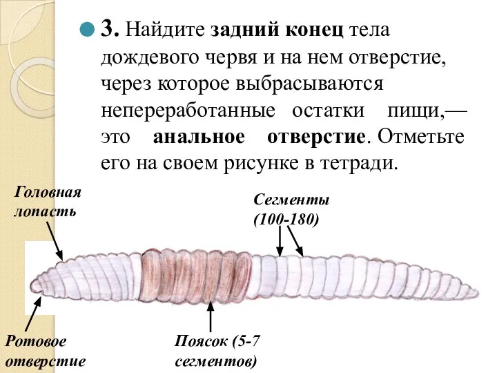 3. Найдите задний конец тела дождевого червя и на нем отверстие, через