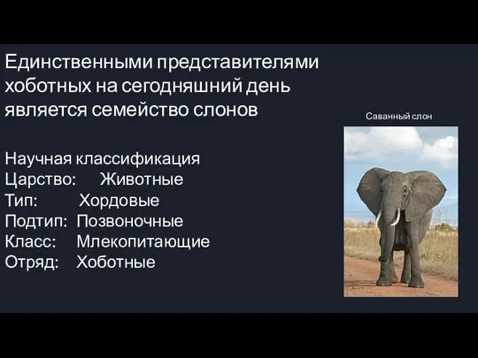 Единственными представителями хоботных на сегодняшний день является семейство слонов Единственными представителями хоботных