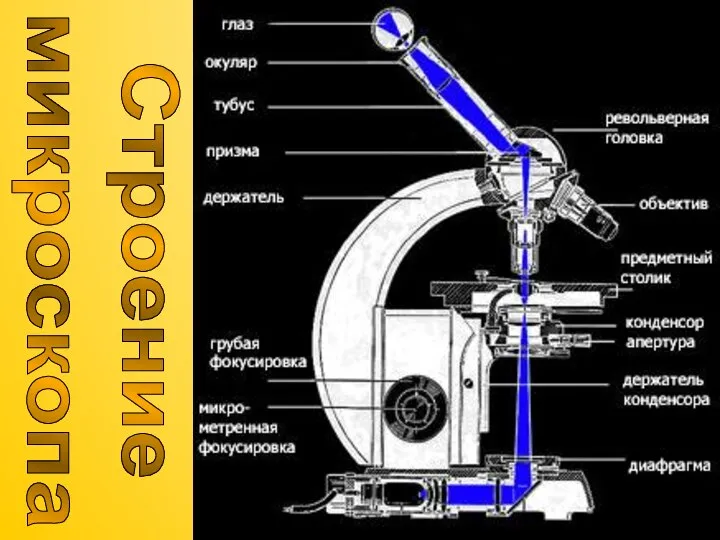 Строение микроскопа