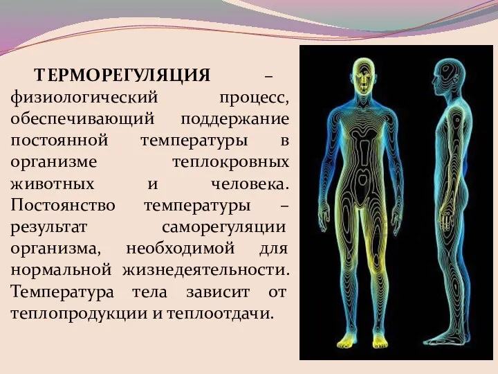 ТЕРМОРЕГУЛЯЦИЯ – физиологический процесс, обеспечивающий поддержание постоянной температуры в организме теплокровных животных