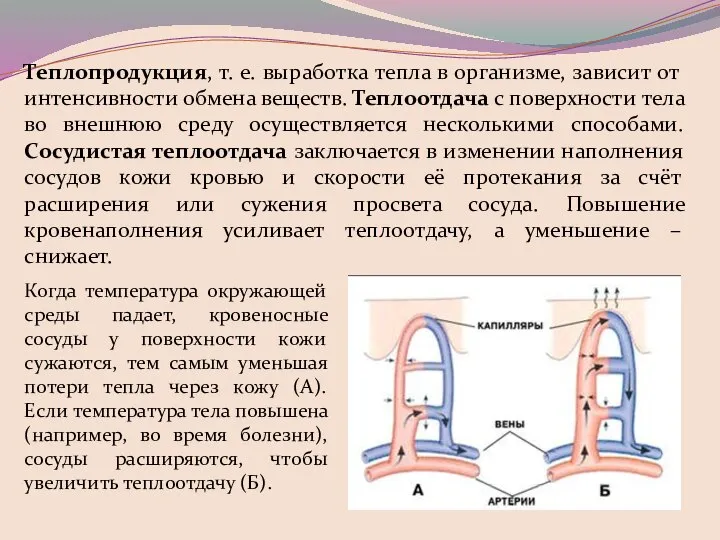 Теплопродукция, т. е. выработка тепла в организме, зависит от интенсивности обмена веществ.