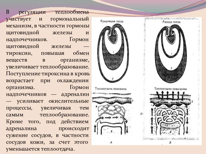 В регуляции теплообмена участвует и гормональный механизм, в частности гормоны щитовидной железы