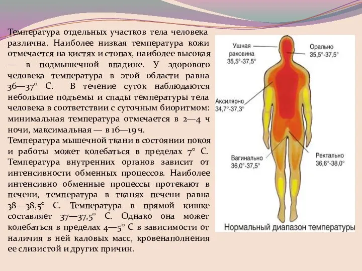 Температура отдельных участков тела человека различна. Наиболее низкая температура кожи отмечается на