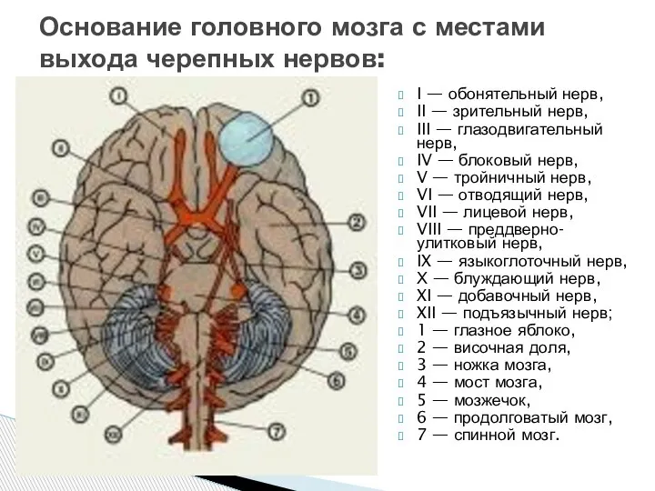 Основание головного мозга с местами выхода черепных нервов: I — обонятельный нерв,