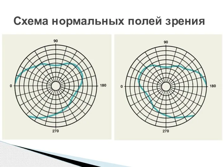 Схема нормальных полей зрения